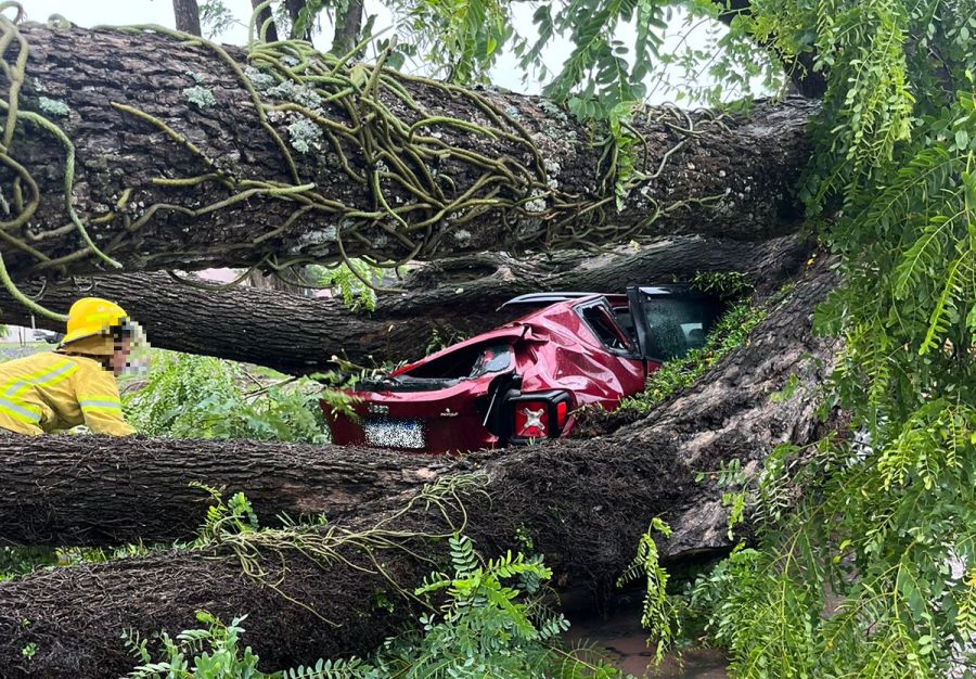 Temporal En Feliciano Un Rbol De Gran Tama O Cay Sobre Un Veh Culo